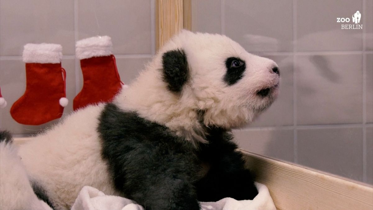 Video: První pandy narozené v Berlíně se ukázaly veřejnosti